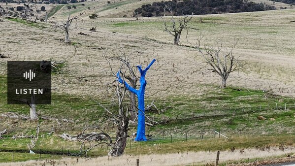 Tree pained blue at Gretna, Tasmania. Has Audio.