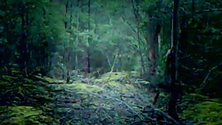 Footage claimed to be Tasmanian Tiger