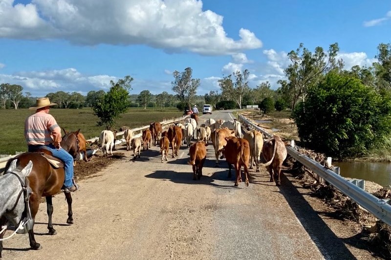 Man on horse musters cattle across a bridge