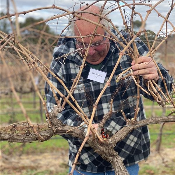 man pruning vine