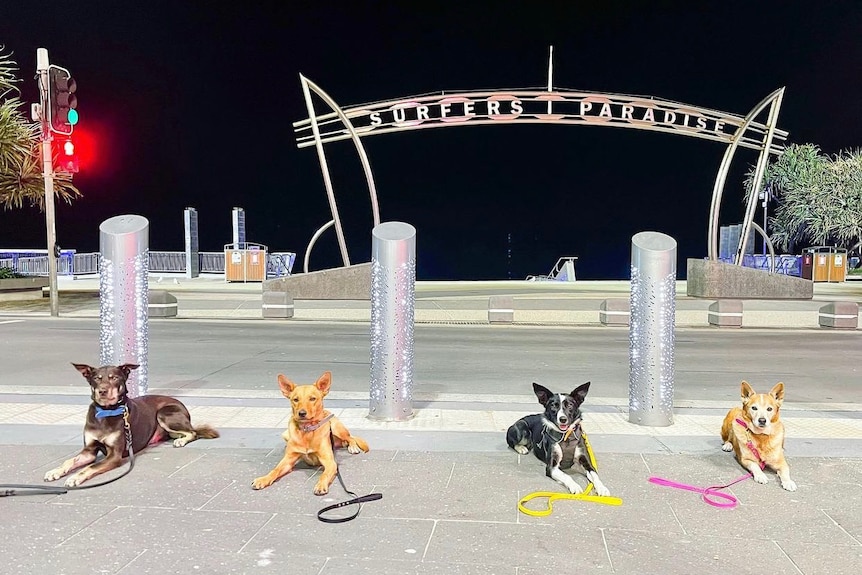 4 working dog breeds sit in front of the surfers paradise sign. 