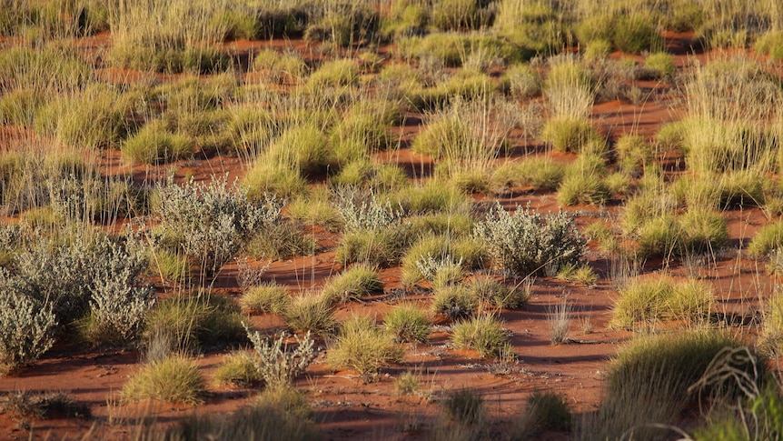 Spinifex country photographed near sunset
