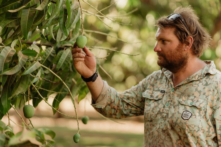 A man wearing camouflage shirt inspects a green mango on a tree 