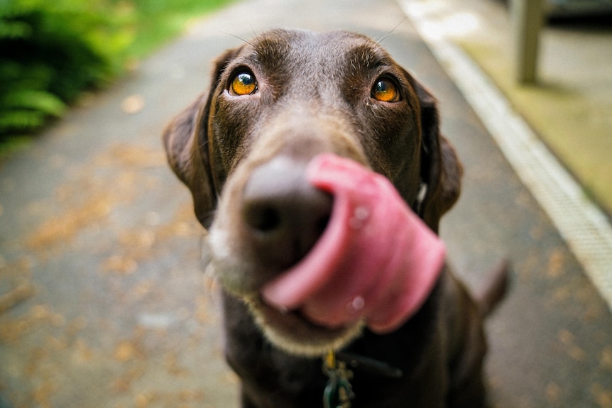 A close up portrait of a labrador licking its lips. 