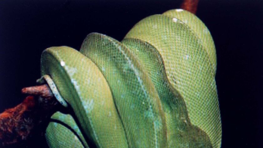 A green tree python wraps itself around a tree