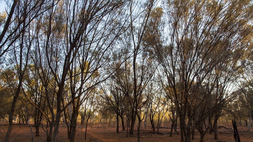 Mulga trees in Wyandra in south-west Queensland