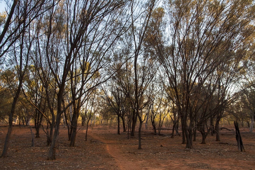 line of small trees on dry land