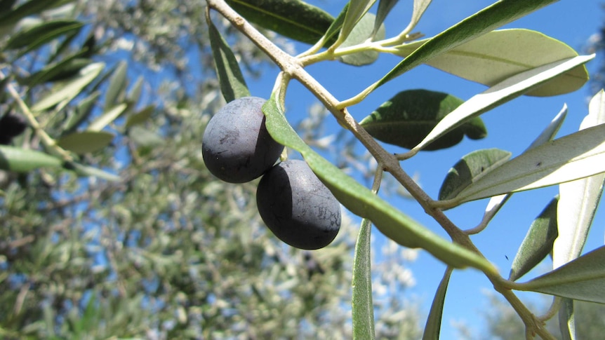Olives on a tree, ready for harvest.