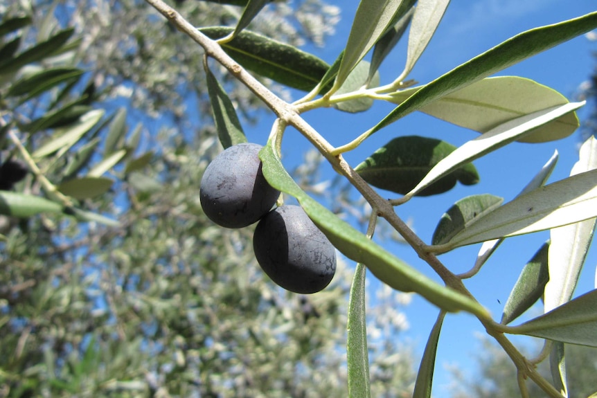 Olives on a tree, ready for harvest.