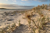 Some weeds on a dune at a beach at sunset