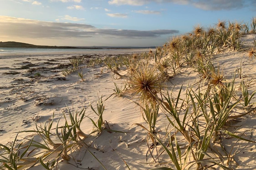 Some weeds on a dune at a beach at sunset