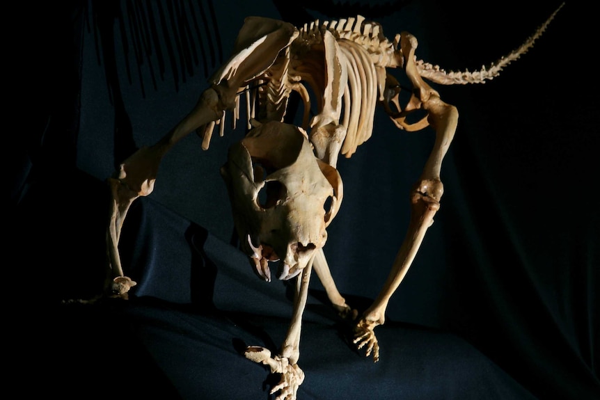 The skeleton of a Thylacoleo in an exhibit.