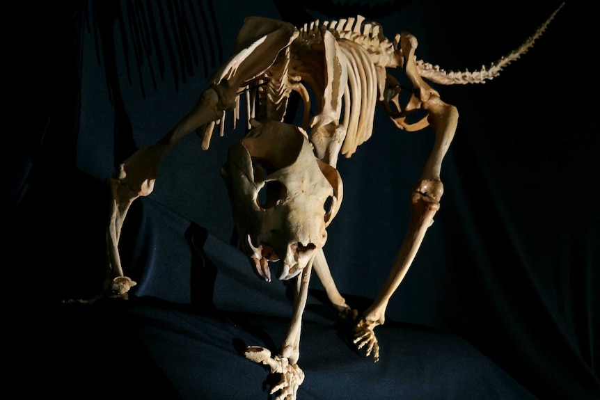 Thylacoleo