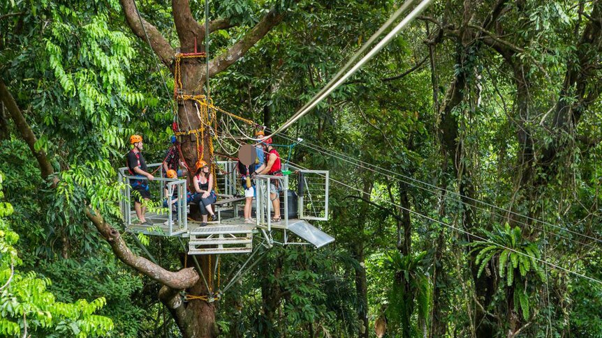 Six people stand on a platform in the trees on a zipline in the Daintree rainforest at Cape Tribulation.