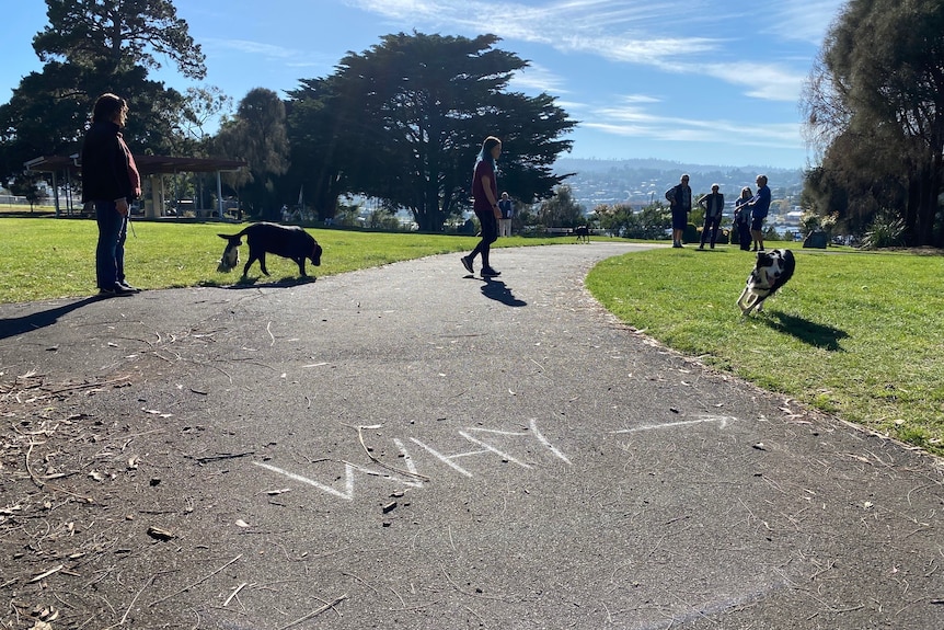 Dogs play off lead in a park. Why is written on the path in chalk.