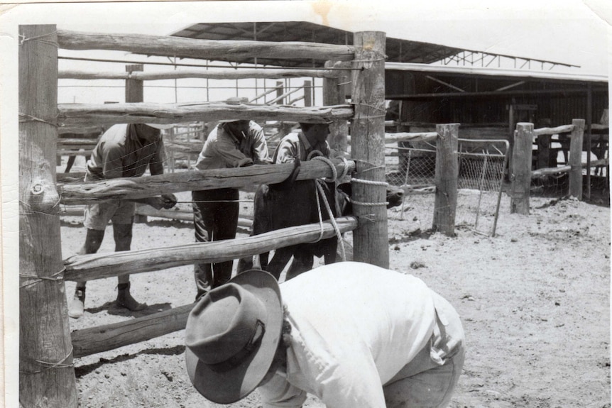 Black and white photograph of workers branding at Mentone in the 60s.