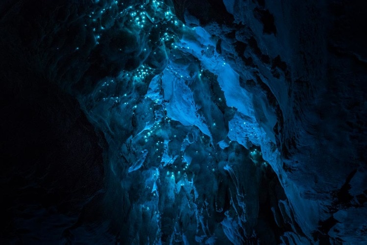 Glow worms in caves in New Zealand