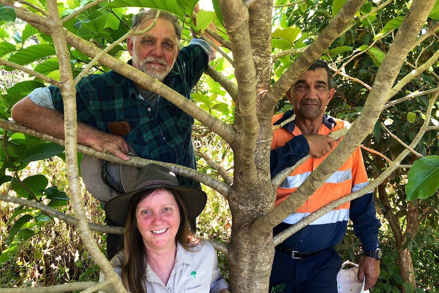 Two cane farmers and an environmental worker standing in the shade of a tall tree at a revegetation site