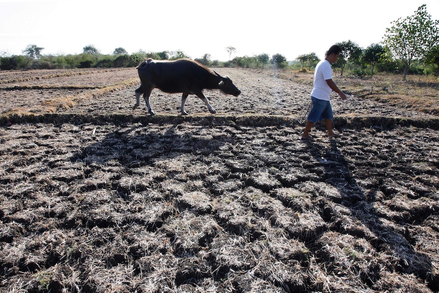 Farmers say forty per cent of their crops have been affected by the drought