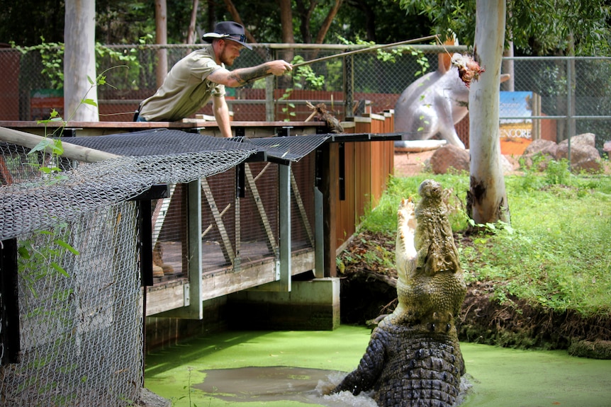 A large crocodile leaps out of the water to eat a dangling chicken carcass held by a park ranger