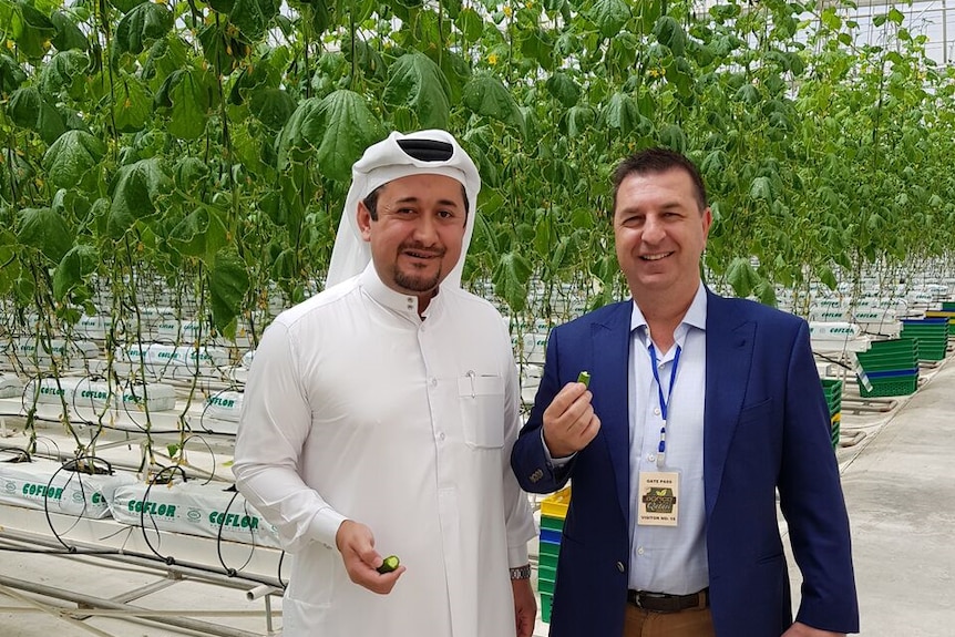 A man or Arab appearance wearing a white robe and head dress with another man in front of hydroponic crops