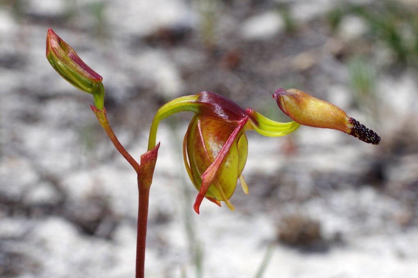 Paracaleana dixonii, the sandplain duck orchid, in WA