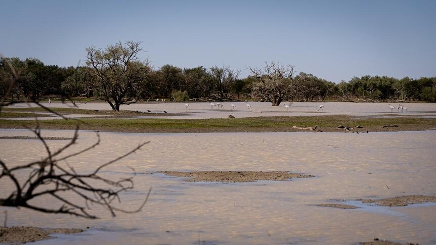 A stretchy of cleared land, largely covered in milky brown water, with some trees, birds and cattle in the distance