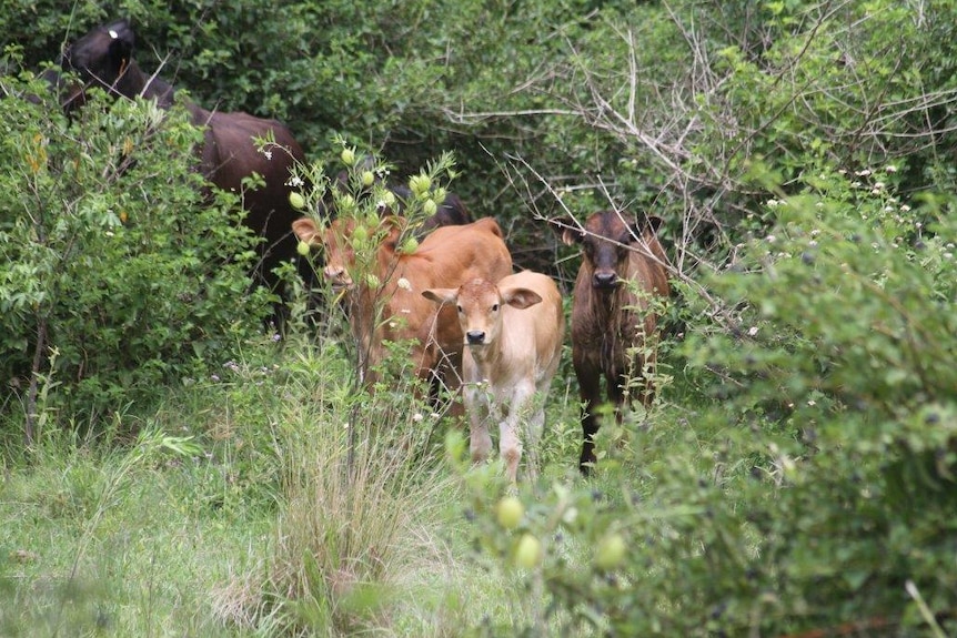Cattle in a lantana infested paddock.