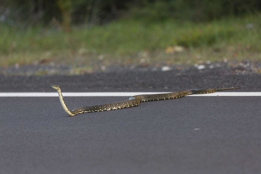 A diamond python attempts to cross the road