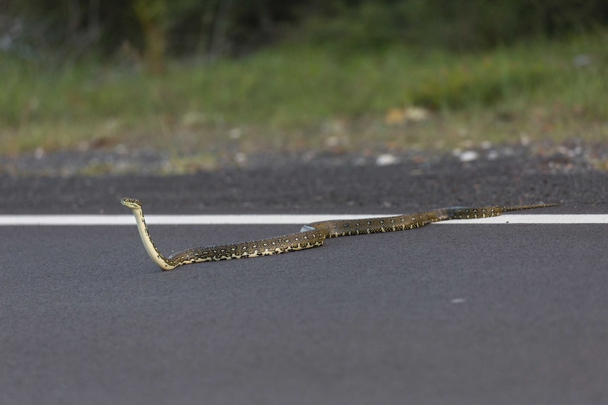 A Diamond Python