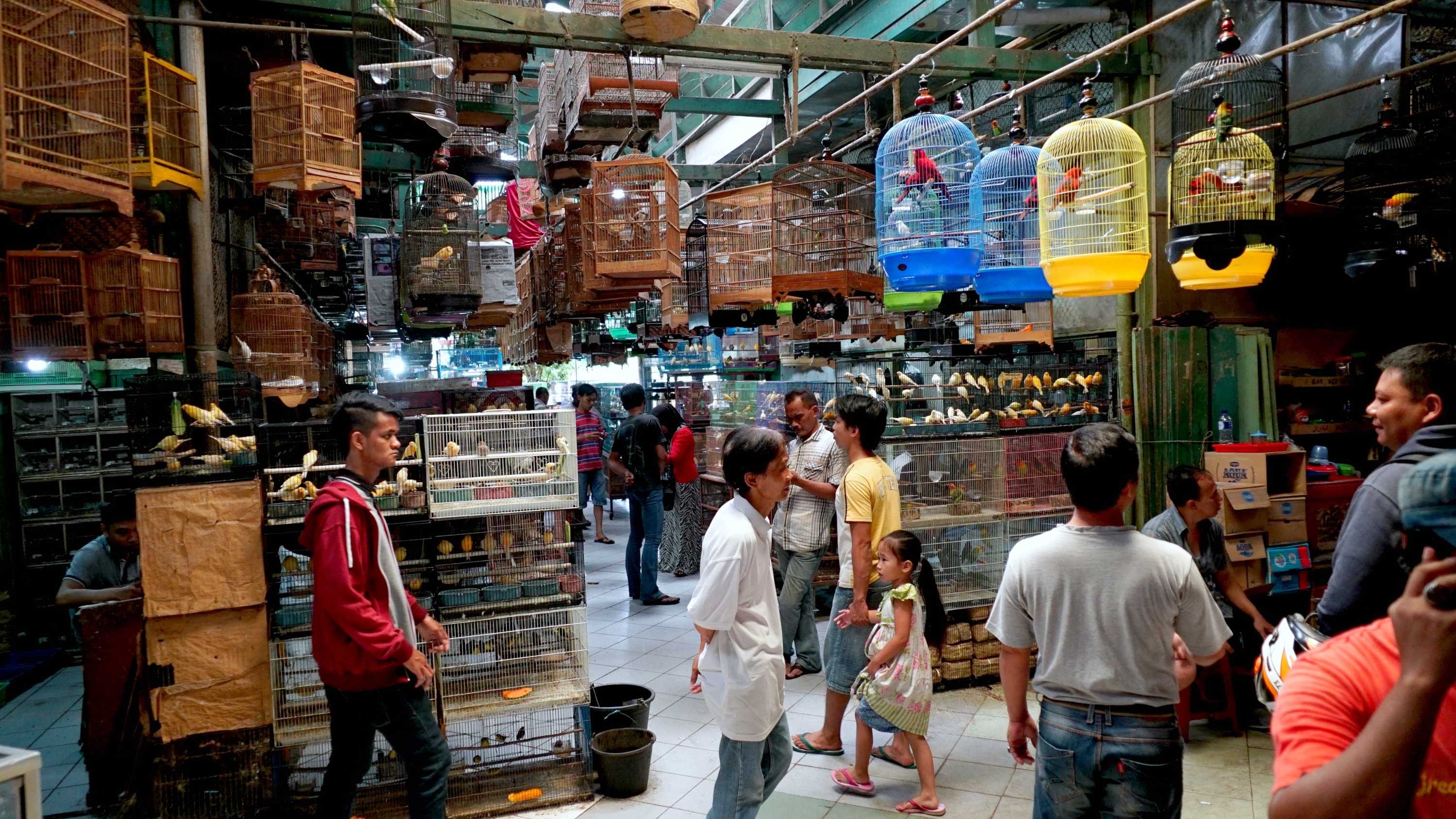 Jakarta, a city of caged birds — where 'murai' won't last long flying