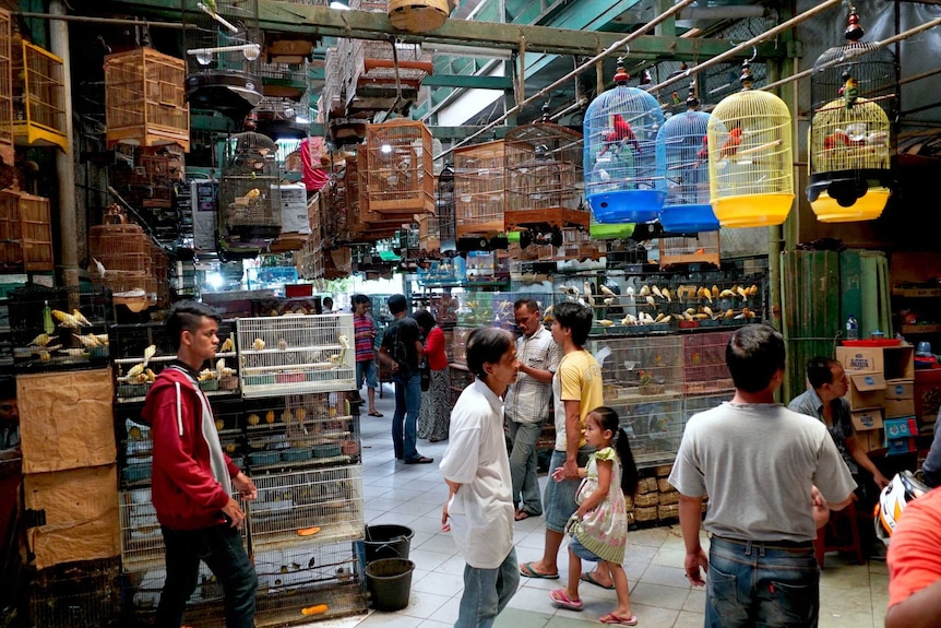 Birds hanging in cages in a busy Jakarta market