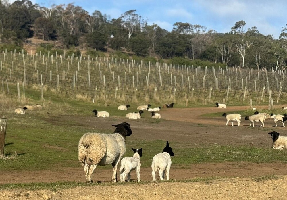 Derwent Estate Winery spreads its wings to the Coal River Valley