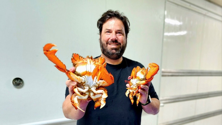 A man with a beard holds up two spanner crabs.