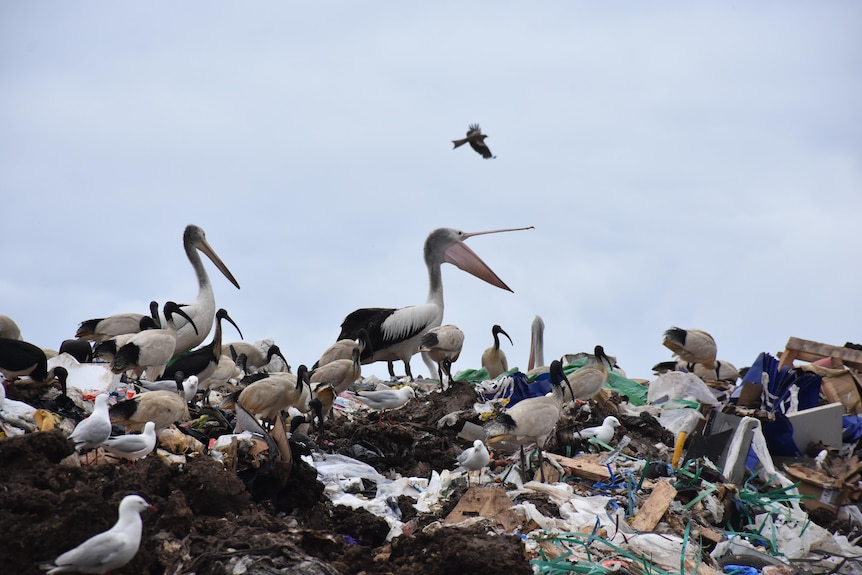 Birds, including pelicans and ibis, perch on a heap of rubbish as more circle overhead.