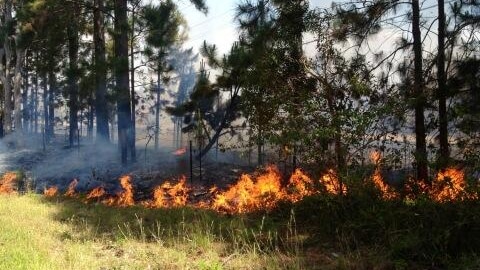 The bushfire burning along Masonite Road at Heatherbrae last week.