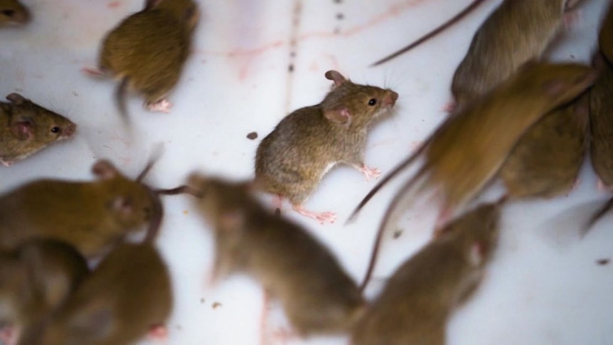 Farmers are fighting a mouse plague in eastern Australia