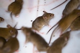 Farmers fighting a mouse plague sweeping eastern Australia