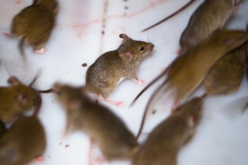 Mice scramble over a white background