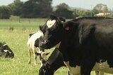 Dairy cows grazing in Tasmania