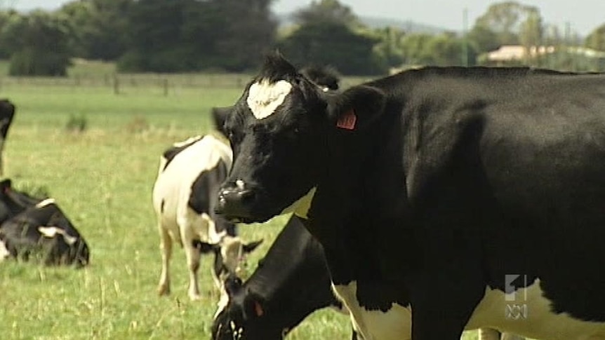 Dairy cows grazing in Tasmania