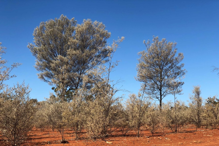 Trees for carbon farming