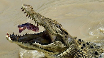 Mature saltwater crocodile