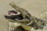 A mature saltwater crocodile