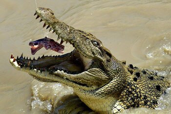 A mature saltwater crocodile