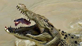 A mature saltwater crocodile