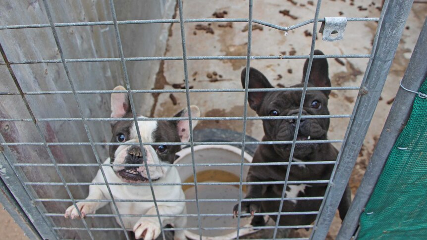 Caged dogs