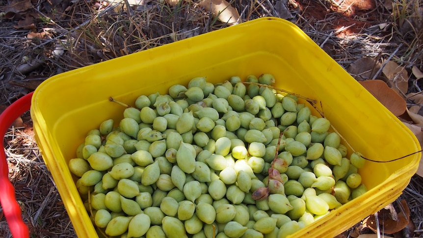 A yellow bucket full of green gubinge, or Kakadu plum