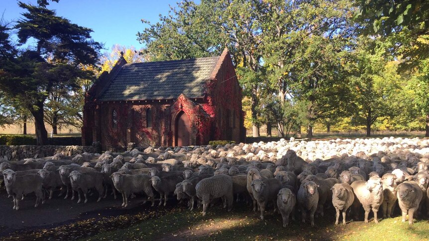 A flock of sheep stand in front of All Saints Chapel in Gostwyck, NSW.