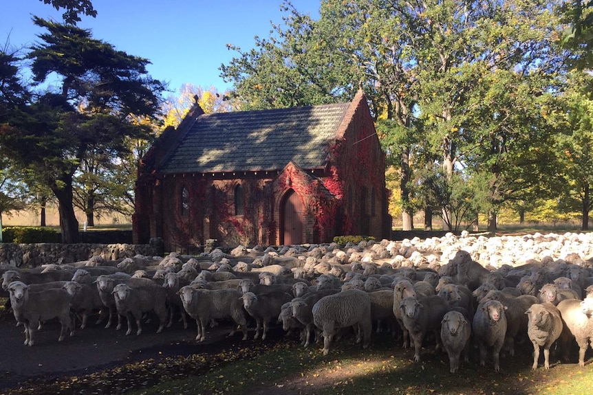 A flock of sheep stand in front of All Saints Chapel in Gostwyck, NSW.